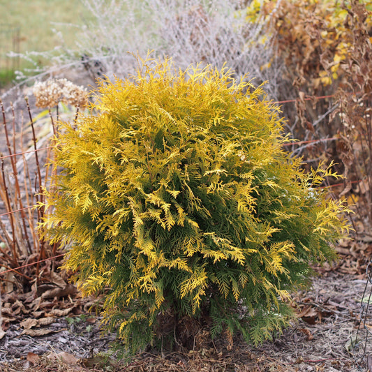 Thuja occidentalis 'Globosa Aurea' - Golden Globe Arborvitae