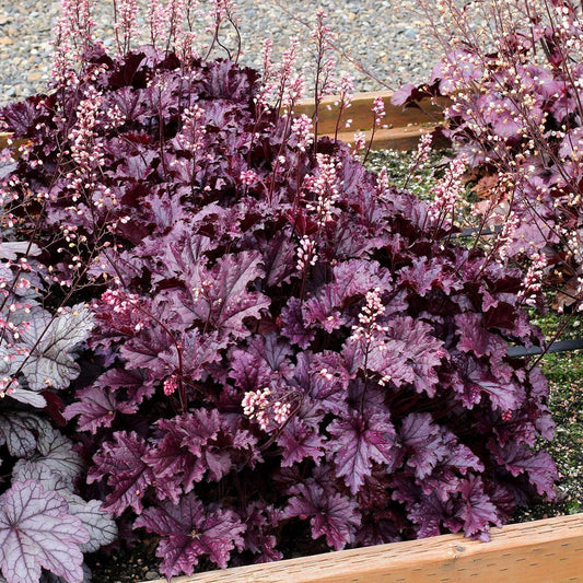 Heuchera x 'TNHEUFP' - Forever® Purple Coral Bells