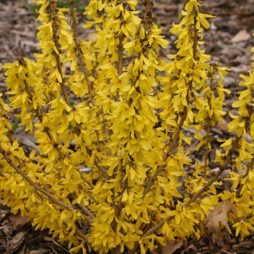 Forsythia x 'NIMBUS' USPP 23,838 - Show Off® Sugar Baby® Forsythia