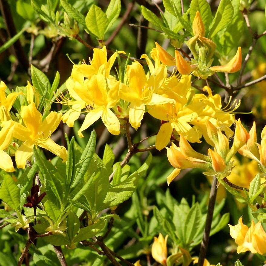 Rhododendron 'Lemon Lights' - Lemon Lights Native Azalea