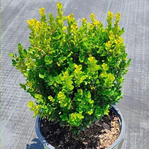 Buxus ‘SB300’ PP32421 - NewGen™ Freedom® Boxwood
