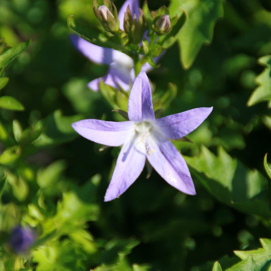 Campanula poscharskyana 'Blue Waterfall' - Blue Waterfall Bellflower
