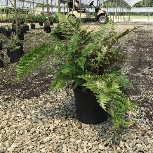 Dryopteris erythrosora 'Brilliance' - Brilliance Autumn Fern