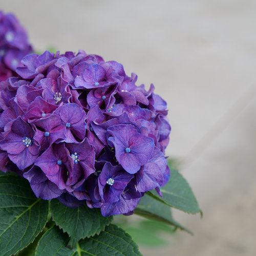 Hydrangea macrophylla 'Stragrum' - Wee Bit Grumpy® Hydrangea