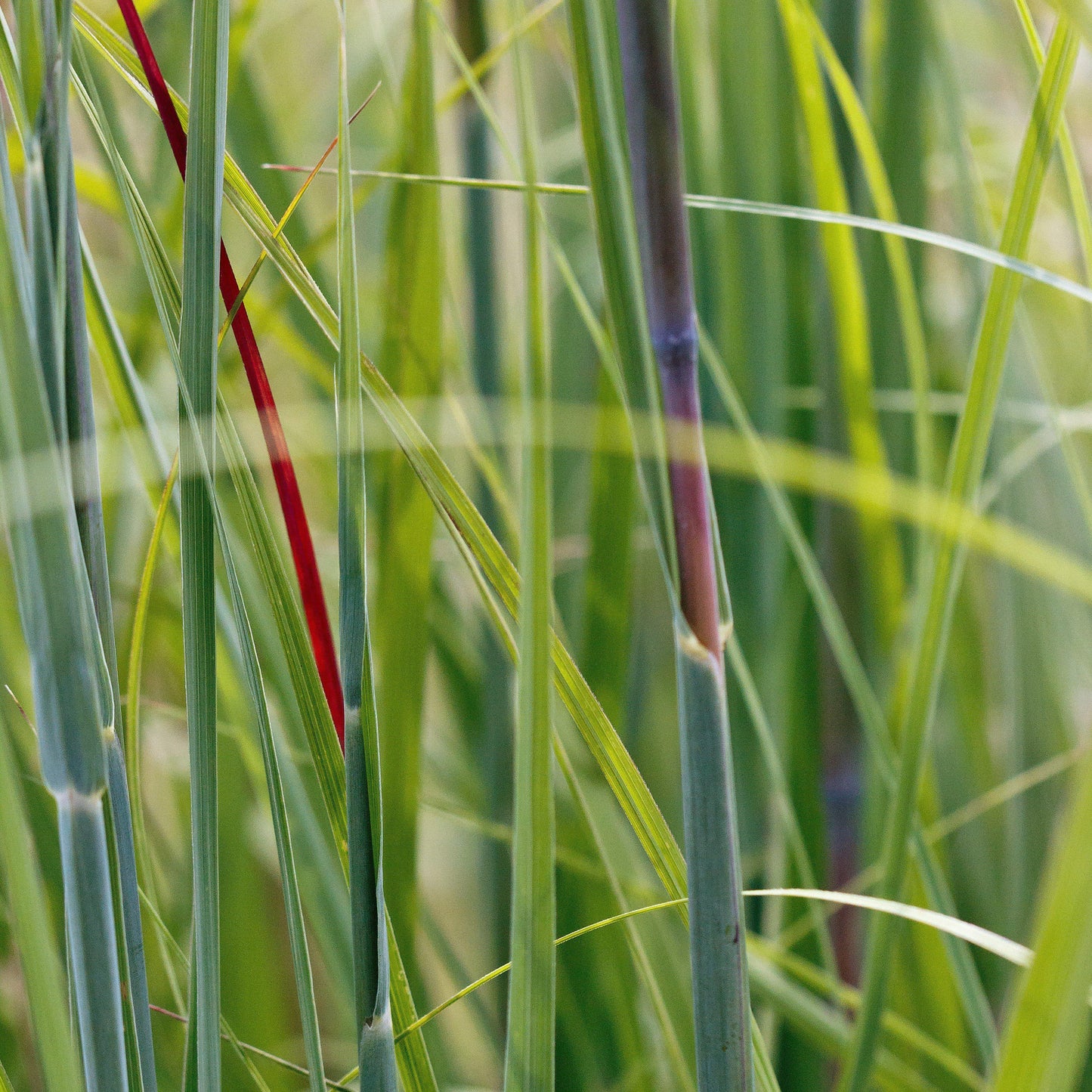 Andropogon gerardii 'Red October' - Red October Big Bluestem