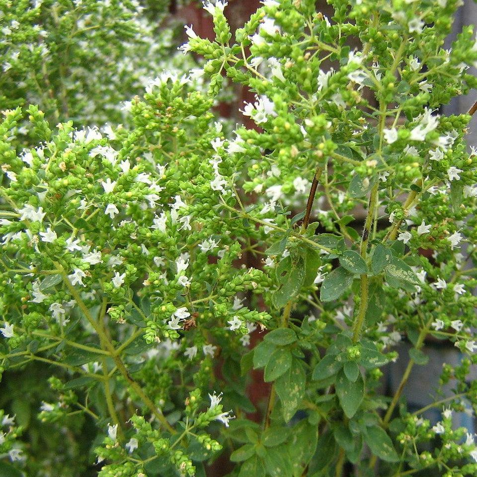 Origanum vulgare subsp. hirtum  - Greek Oregano