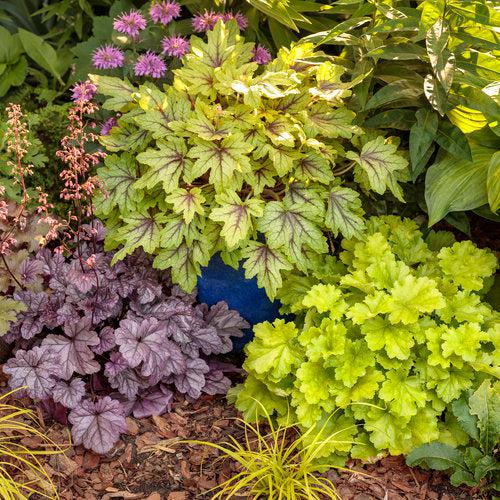 x Heucherella ‘Eye Spy’  - Fun and Games® Eye Spy Foamy Bells