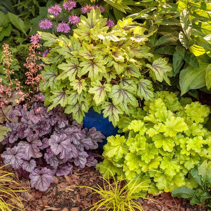 x Heucherella ‘Eye Spy’  - Fun and Games® Eye Spy Foamy Bells