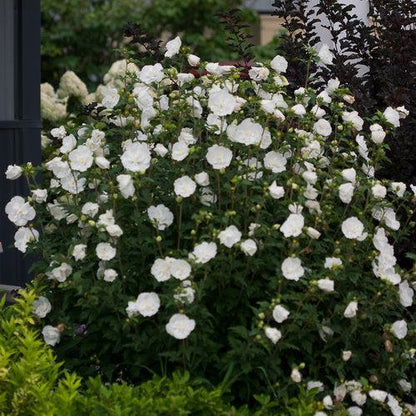 Hibiscus syriacus 'Notwoodtwo'  - White Chiffon® Rose of Sharon