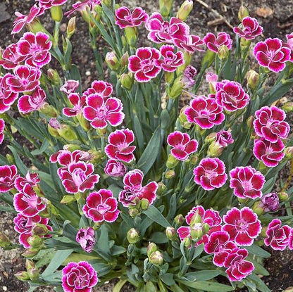Dianthus x 'KLEDG11143  - EverLast™ Burgundy Blush Dianthus
