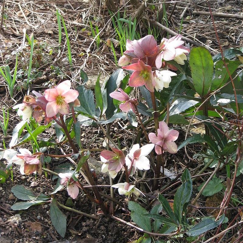 Helleborus 'Walhelivor'  - Ivory Prince Lenten Rose
