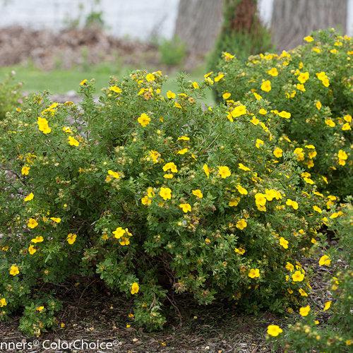 Potentilla fruticosa 'Lundy'  - PW® Happy Face® Yellow Potentilla