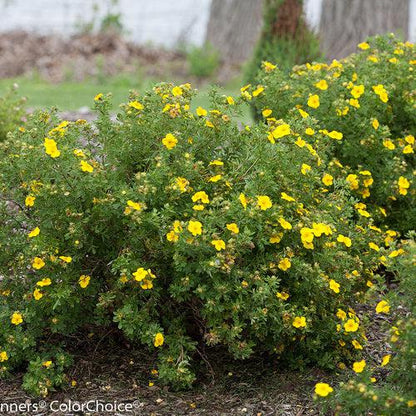 Potentilla fruticosa 'Lundy'  - PW® Happy Face® Yellow Potentilla
