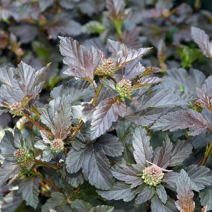 Physocarpus opulifolius 'Monlo'  - Diablo® Ninebark