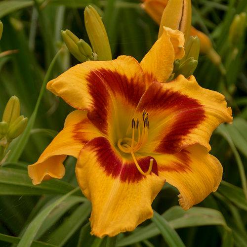 Hemerocallis 'Tiger Swirl'  - Rainbow Rhythm® Tiger Swirl Daylily