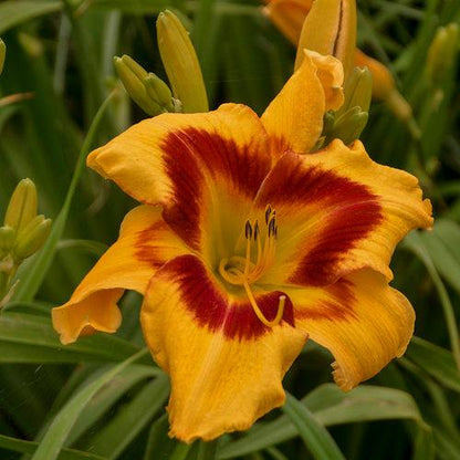 Hemerocallis 'Tiger Swirl'  - Rainbow Rhythm® Tiger Swirl Daylily