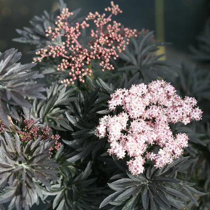 Sambucus nigra 'Laced Up'  - Laced Up® Elderberry