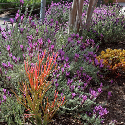 Lavandula stoechas 'Anouk Deluxe 1225'  - Primavera Spanish Lavender