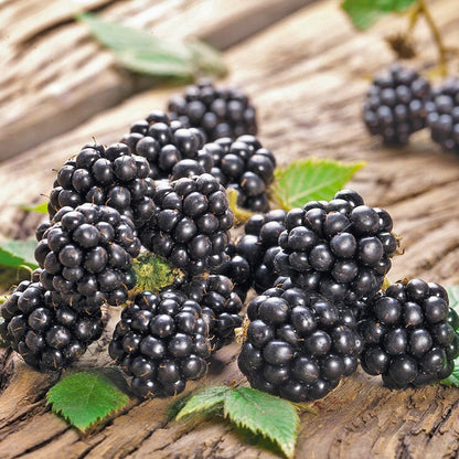 Rubus fruticosus 'Chester'  - Chester Thornless Blackberry