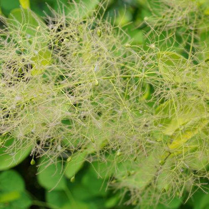Cotinus coggygria 'MINCOJAU3'  - Winecraft Gold® Smokebush
