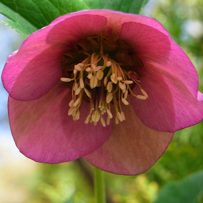 Helleborus x hybridus 'EPB 29'  - FrostKiss™ Dorothy's Dawn® Lenten Rose