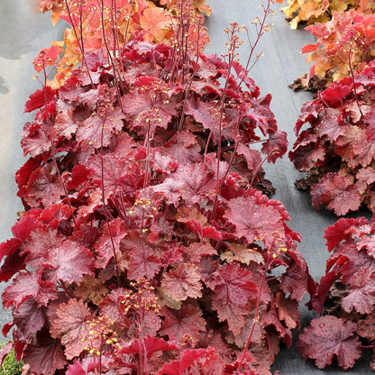 Heuchera x 'TNHEUNER' PP #29,420  - Northern Exposure™ Red Heuchera