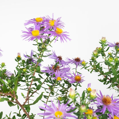 Aster oblongifolius 'Raydon's Favorite'  - Raydon's Favorite Aromatic Aster