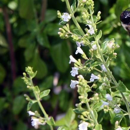 Calamintha nepeta 'White Cloud'  - White Cloud Calamint