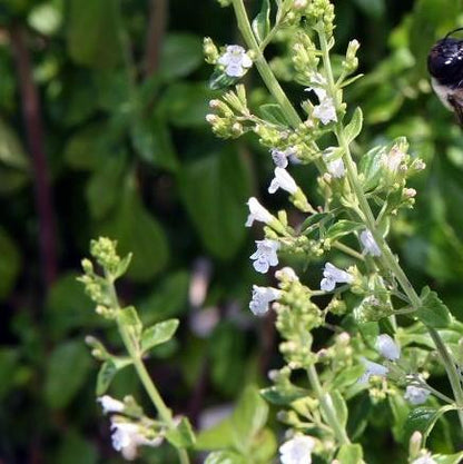 Calamintha nepeta 'White Cloud'  - White Cloud Calamint
