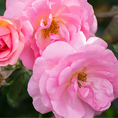 Rosa 'Radgor'  - Knock Out® Peachy Rose