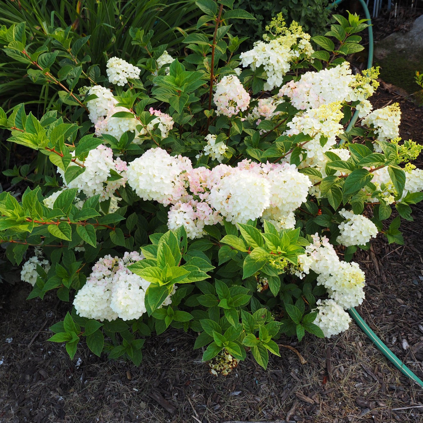 Hydrangea paniculata 'Rensun' PP 25,438  - First Editions® Strawberry Sundae® Hydrangea