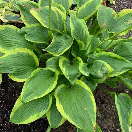 Hosta 'Lone Star' PP35,234  - PW® Shadowland® Lone Star Hosta
