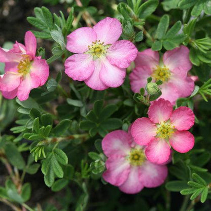 Potentilla fruticosa 'SMNPPS'  - PW® Happy Face Hearts® Potentilla