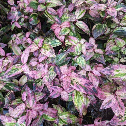 Leucothoe fontanesiana 'SMNLFGRV'  - Paisley Pup® Leucothoe