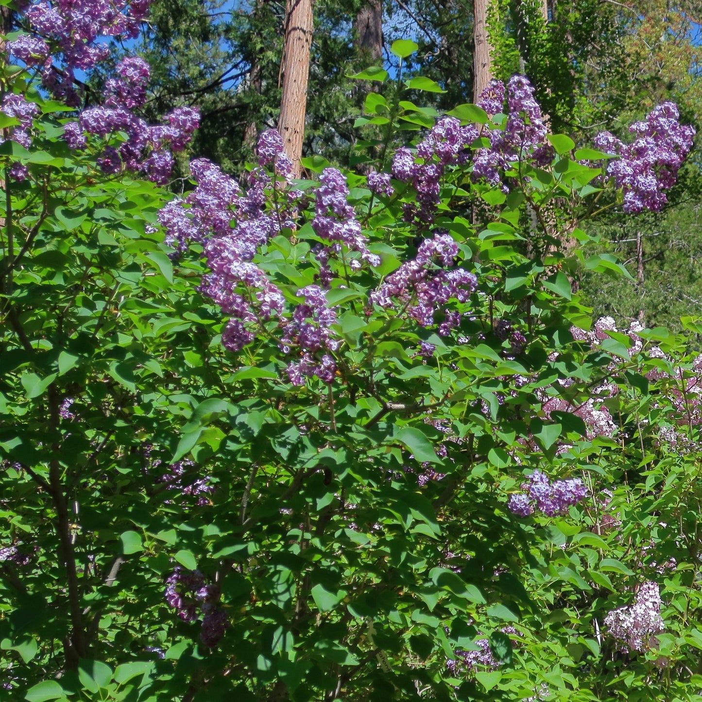 Pocahontas Lilac