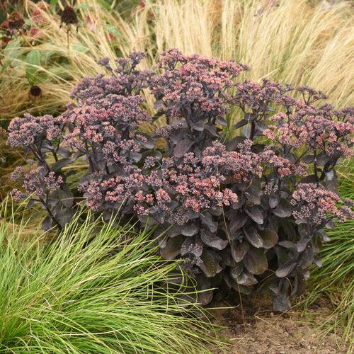Sedum 'Back In Black'  - Rock 'N Grow® Back In Black Stonecrop