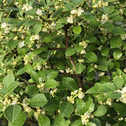 Ilex verticillata 'FarrowBPop' USPP 25,83  - Berry Poppins® Winterberry
