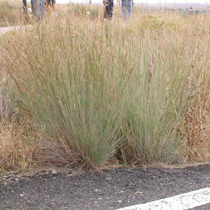 Schizachyrium scoparium 'Ha Ha Tonka'  - Ha Ha Tonka Little Bluestem