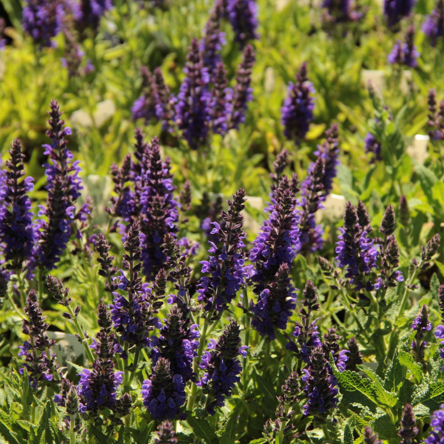 Salvia nemorosa 'Haeumanarc'  - Marcus® Meadow Sage