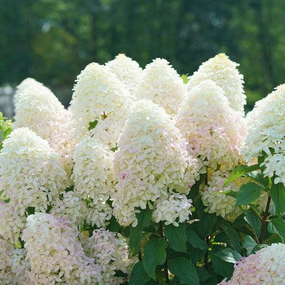 Hydrangea paniculata 'SMNHPM'  - Quick Fire Fab® Hydrangea