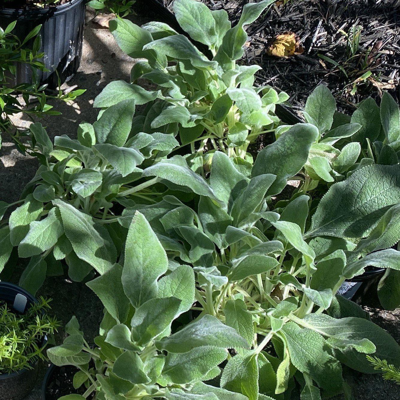 Stachys byzantina 'Helene von Stein'  - Giant Lamb's Ear