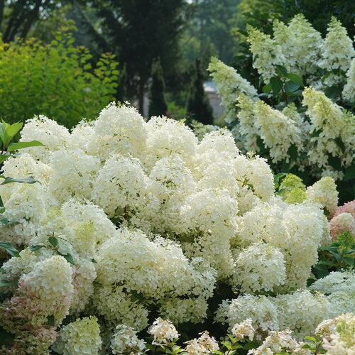 Hydrangea paniculata 'NCHP1'  - PW® Puffer Fish® Hydrangea