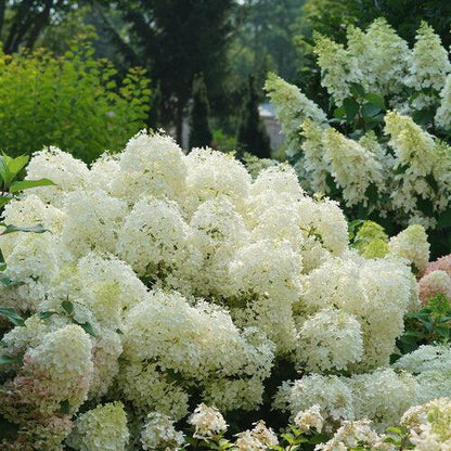 Hydrangea paniculata 'NCHP1'  - PW® Puffer Fish® Hydrangea