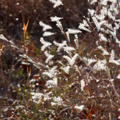 Andropogon ternarius 'Black Mountain'  - Black Mountain Bluestem