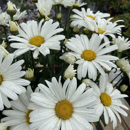 Leucanthemum superbum ’Daisy Duke’  - Amazing Daisies® Daisy May® Shasta Daisy