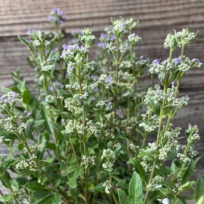 Caryopteris x clandonensis 'CT-9-12'  - Beyond Midnight® Bluebeard