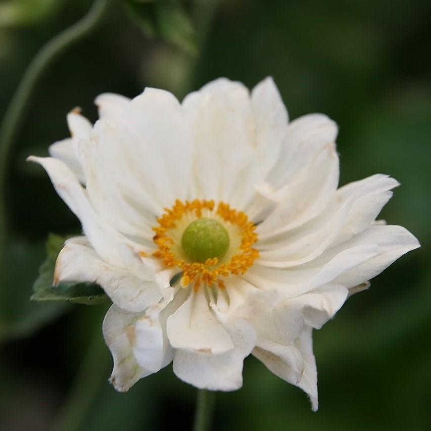 Anemone x hybrida 'Whirlwind'  - Whirlwind Anemone