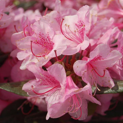 Rhododendron 'Aglo Rhododendron'  - Aglo Rhododendron