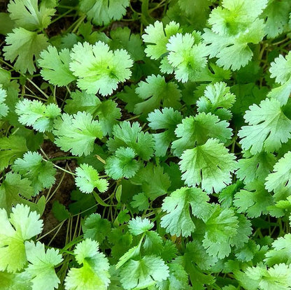Coriandrum sativum  - Cilantro, Coriander