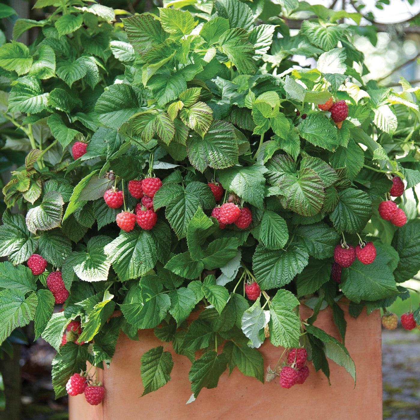 Rubus idaeus 'NR7'  - Shortcake® Raspberry